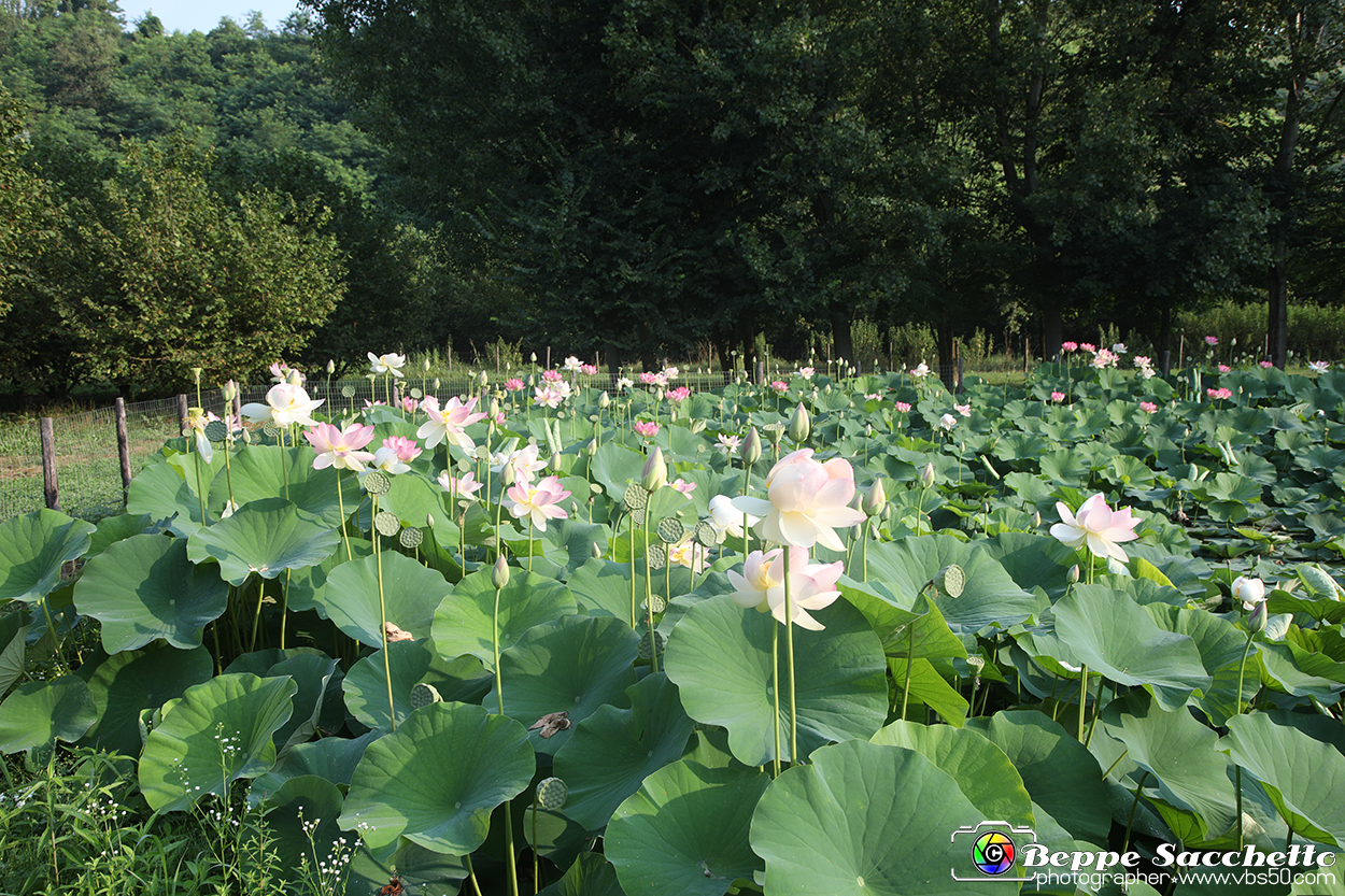 VBS_6511 - Fioritura Loto Laghetto Vezza d'Alba.jpg